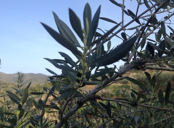 anthi karpoforias elias fruitful olive blossoms